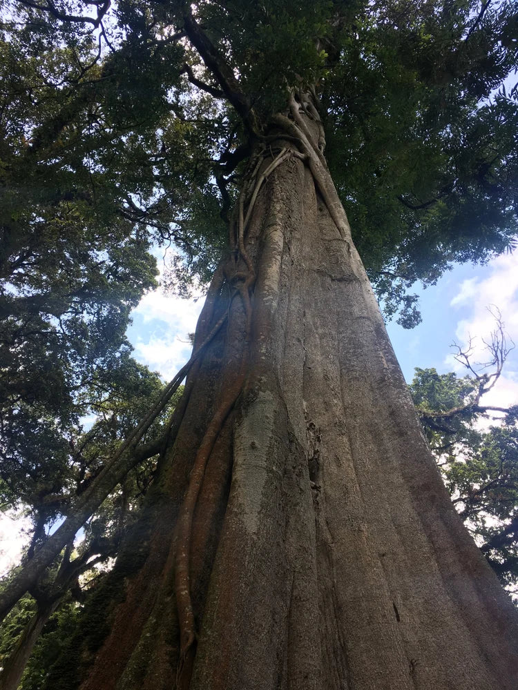 Vier Seizoenen - Elk seizoen een specialty verassing