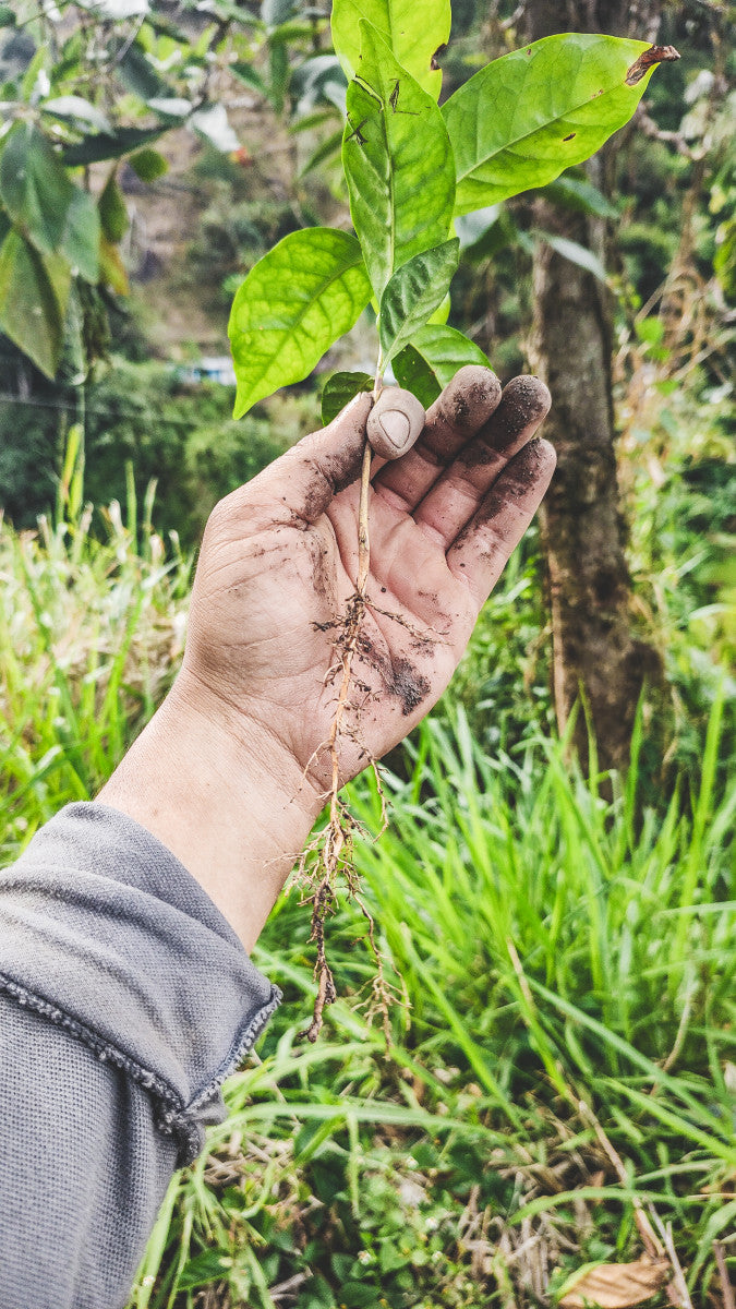 Santa Maria in Colombia - Dark Roast - 1kg