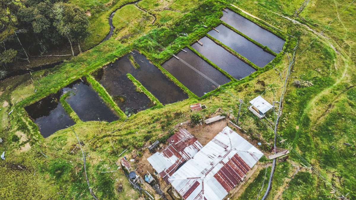 Santa Maria in Colombia - Dark Roast