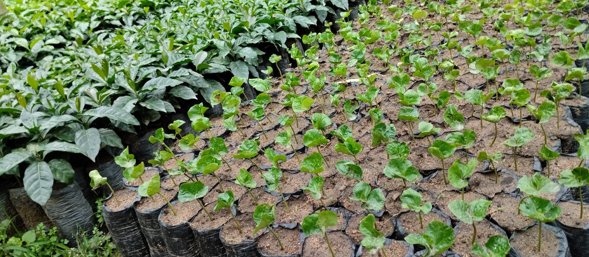 Santa Maria in Colombia - Dark Roast - 1kg