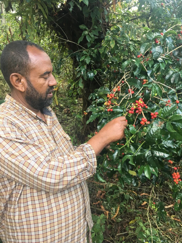 Ethiopië Galeh - Dark roast - 1kg